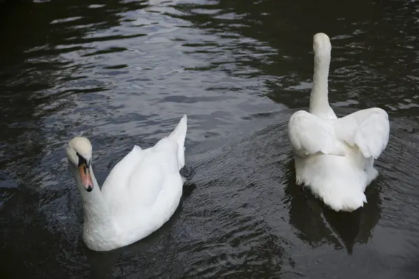 Anjos Brancos Atatrk Lago Arboreto Saryer Istanbul — Fotografia de Stock