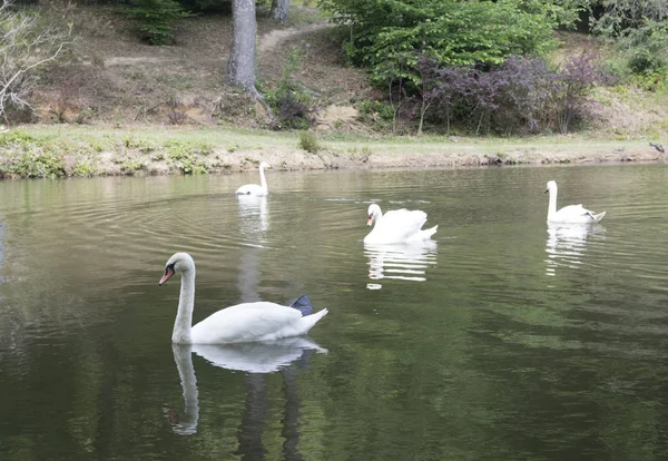 Anjos Brancos Atatrk Lago Arboreto Saryer Istanbul — Fotografia de Stock