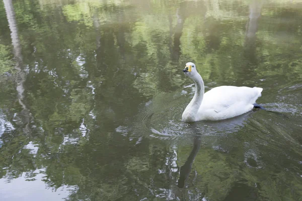 Anjos Brancos Atatrk Lago Arboreto Saryer Istanbul — Fotografia de Stock