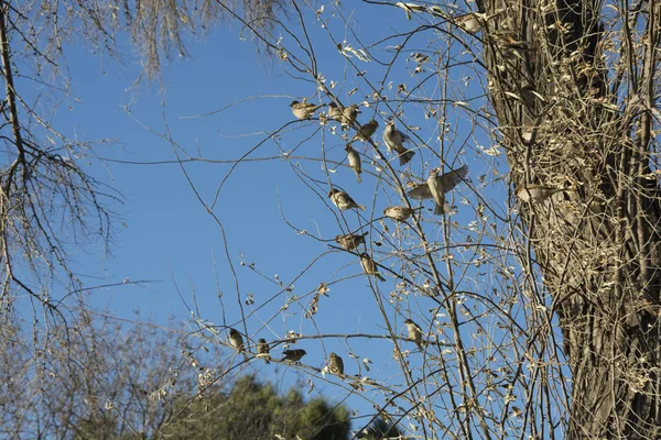 가지에 Starlings — 스톡 사진