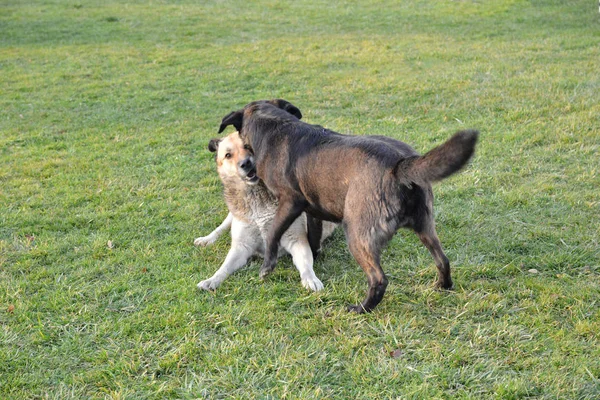 Two dogs are fighting on the street. they attacked each other. looks dangerous