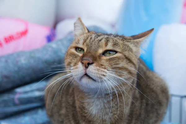 sinsi ve dikkatli kedi. çok şirin ama o saldırabilir