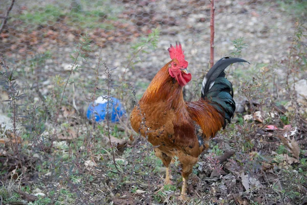 Separated Other Races Its Long Harmonious Voice Turkey Denizli Symbol — Stock Photo, Image