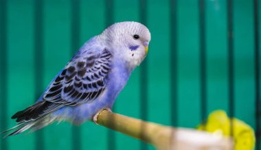 muhabbet kuşu satılmak üzere bekliyor. Şirin mavi kuş