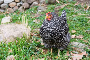 Plymouth Rock tavuk. siyah çizgiler ile tavuk. yumurta tavuk. Kümes hayvanları yumurtaları için kaldırdı