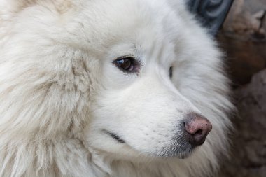 Samoyed köpek doğurmak. Rus köpek doğurmak. benzersiz beyaz tüyler. av köpeği