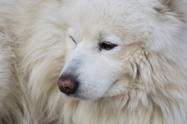Samoyed köpek doğurmak. Rus köpek doğurmak. benzersiz beyaz tüyler. av köpeği