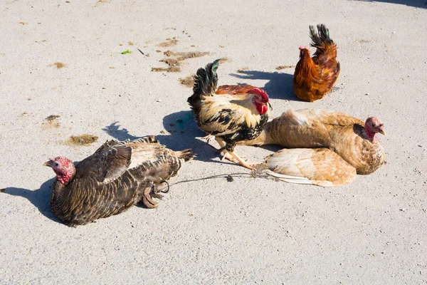 Οδός Πωλήσεις Ζώων Κοτόπουλο Κόκορας Και Τουρκία Πωλούνται Στο Δρόμο — Φωτογραφία Αρχείου