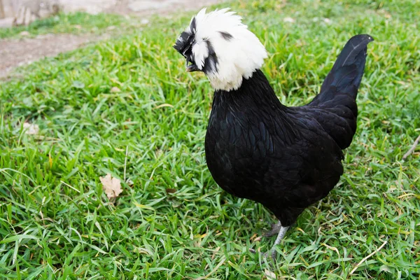 Negru Sultan Chiken Este Hrănit Pentru Scopuri Ornamentale Găina Palatului — Fotografie, imagine de stoc