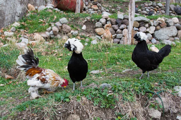 Negru Sultan Chiken Pui Brahma — Fotografie, imagine de stoc