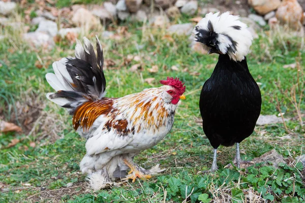 Chiken Sultão Preto Frango Brahma — Fotografia de Stock