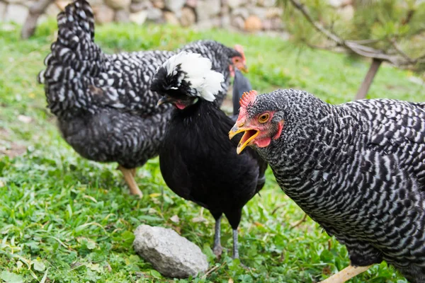 Chiken Sultão Preto Frango Plymouth Rock — Fotografia de Stock