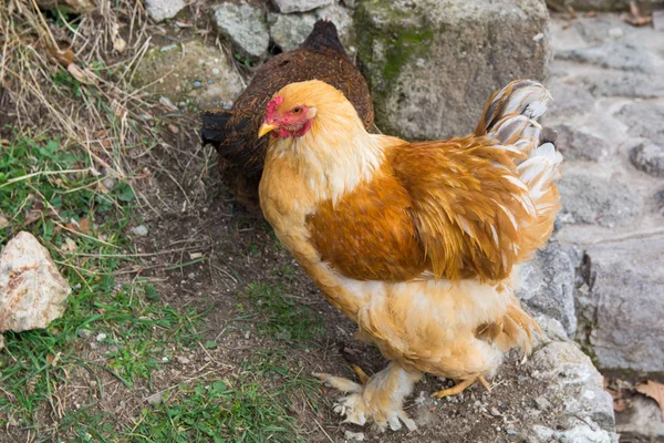 Frango Cochin Uma Incubadora Completa Cultivados Para Ovos Carne — Fotografia de Stock