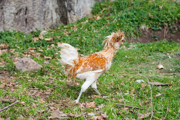 Galinha Polaca Penas Pontiagudas Cobrindo Quase Toda Cabeça — Fotografia de Stock