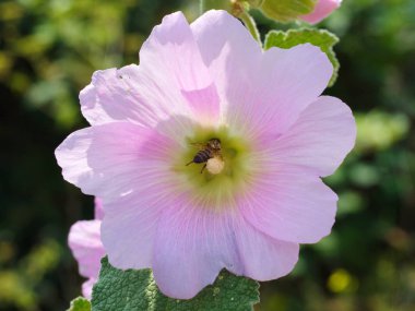 Bataklık ebegümeci çiçekleri