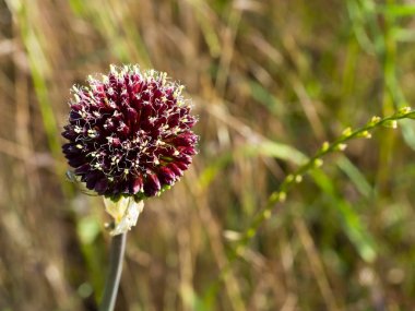 ortaya çıkan kır çiçeği