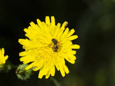 Karahindiba çiçeği