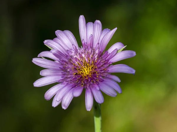 Rosa äng Daisy — Stockfoto