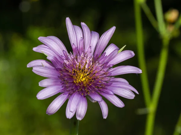 Rosa äng Daisy — Stockfoto