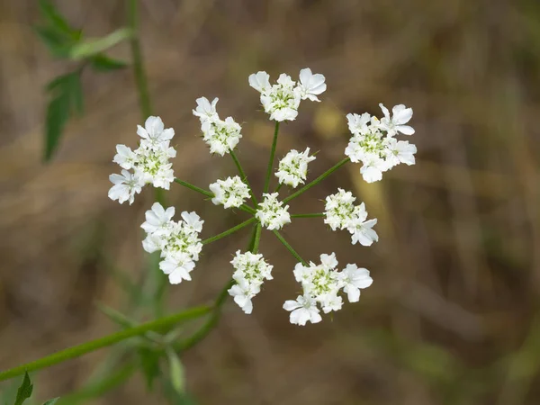 Arnamus kwiat — Zdjęcie stockowe