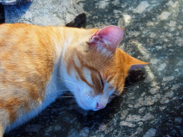 Gato sonolento — Fotografia de Stock