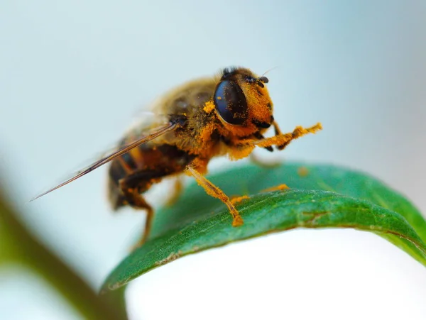 Honigbiene und Pollen — Stockfoto