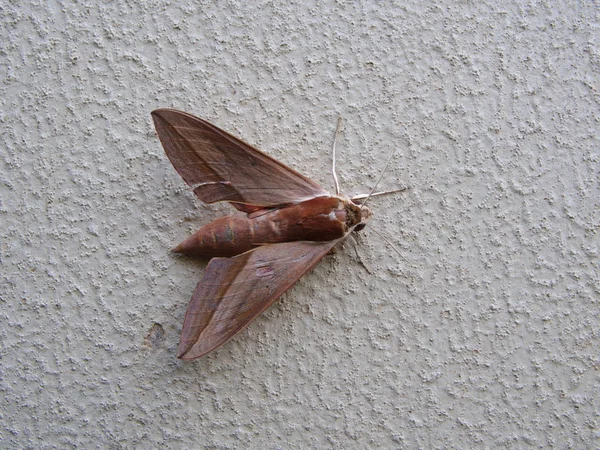 Borboleta de mariposa vermelha — Fotografia de Stock