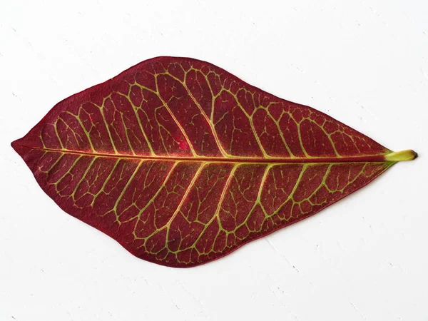 Röd Codiaeum Plant Leaf — Stockfoto