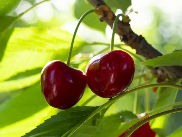 붉은 열매 — 스톡 사진