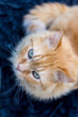 Bir büyük, kabarık, kırmızı kedi alan sığ derinliği olan üst fotoğrafı