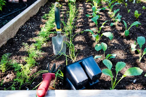 Planted Seedlings Garden Open Ground Tools Planting Seedlings — Stock Photo, Image