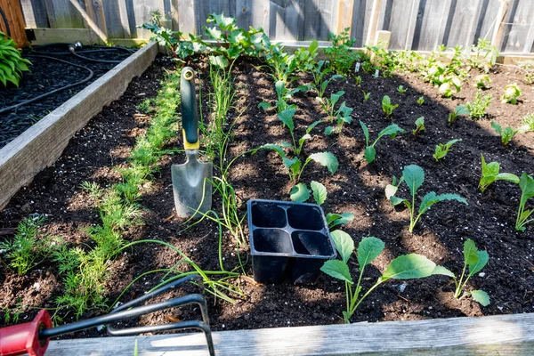 Planting Seedlings Completed Small Piece Land — Stock Photo, Image