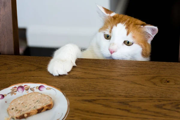 Witte Kat Uitgerekt Zijn Poot Aan Plaat Met Een Stukje — Stockfoto