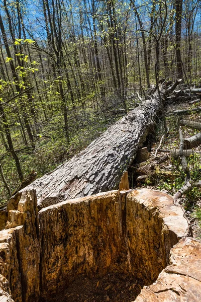 Řez Lesa Velkého Stromu Úplně Jíst Uvnitř Jádra — Stock fotografie