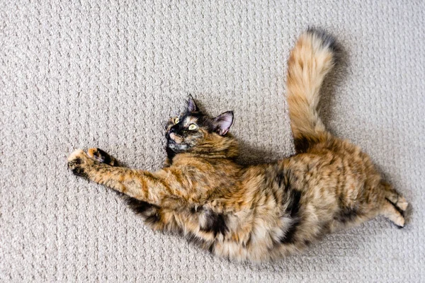地毯上的嵌合体猫曲线 — 图库照片