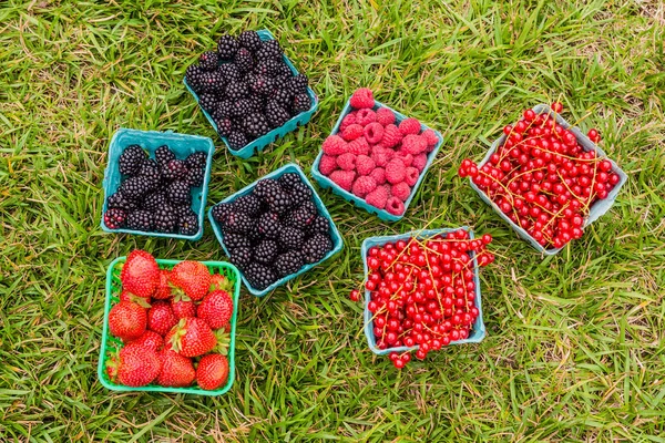 Collected Berries Raspberries Blackberries Currants Boxes Laid Out Green Grass — Stock Photo, Image