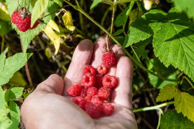 Kırmızı tatlı, orman ahududu, ahududu bush karşı avucunun yatıyor