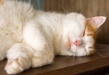 Kedi gözleri kapalı ve tatlı bir ahşap komidinin yattım