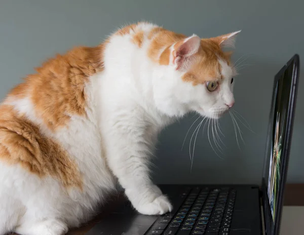 Gato Atraiu Tráfego Para Computador Internet Ele Começou Monitorar Perto — Fotografia de Stock