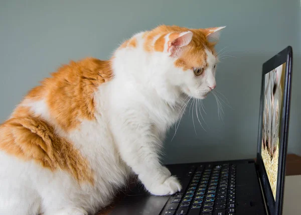Gato Observa Perto Como Mouse Está Sendo Executado Tela Computador — Fotografia de Stock