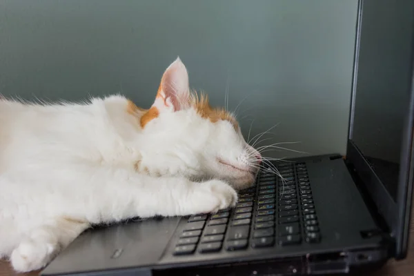 猫が画面を見るの疲れていたし 彼は居眠り キーボードに頭 ストック画像