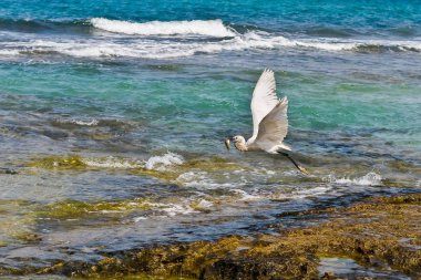 Heron sığ sularda avlanan ve dalgalar üzerinde sinekler düşük bir balık yakaladı.