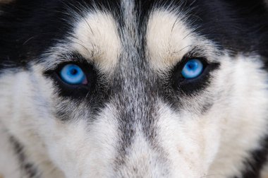 Dikkatle arayan fotoğrafçılara düz mavi gözlü Husky köpek
