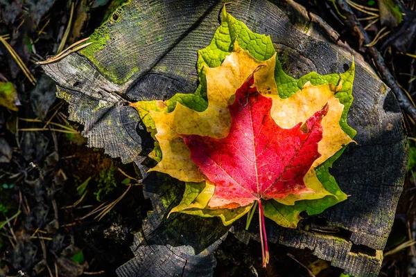 List Tří Javor Leží Černou Staré Konopí Jako Vyřezávané Kůže — Stock fotografie