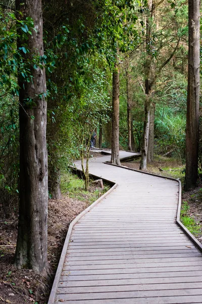 Tortuosi Camminamenti Legno Con Panchine Parco Forestale Cittadino — Foto Stock