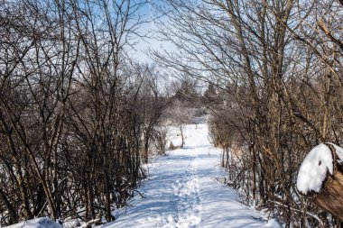 Dar bir karla kaplı yol çıkış ormandan gelen insanlar ve hayvanlar birçok izleri ile kaplı