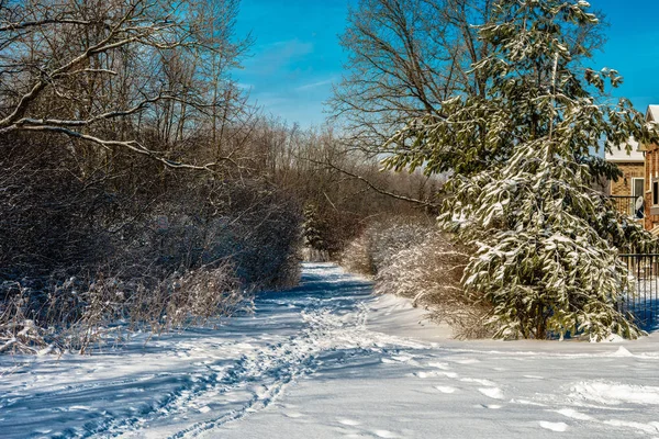 Egy Napos Téli Fagyos Napon Emberek Sétálni Mentek Városi Parkba — Stock Fotó
