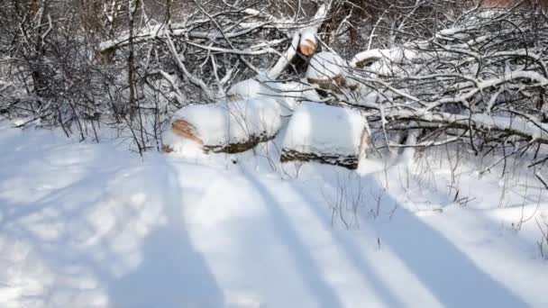 Stromy Rozřezané Nakrážené Kousky Zůstaly Ležet Pokryté Sněhem — Stock video