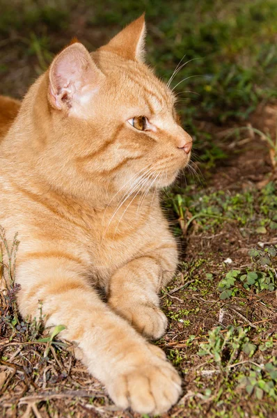 Большая красная кошка лежит в саду — стоковое фото