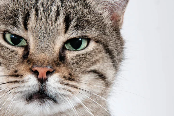 Gros chat gris avec les yeux verts regarde attentivement dans la lentille — Photo